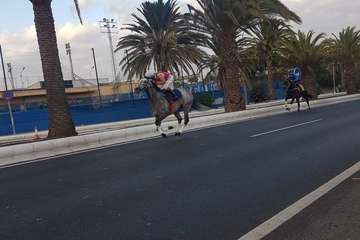 Carreras de caballos en Telde por San Gregorio (Foto TA y TF)
